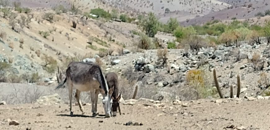 Terreno de 10.054 hectáreas, sector El Sauce – Río Hurtado, Región de Coquimbo