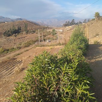 Lote de 6.831 m2 en Lomas del Hinojal con agua potabilizada – Vicuña
