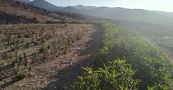 Lote de 6.831 m2 en Lomas del Hinojal con agua potabilizada – Vicuña