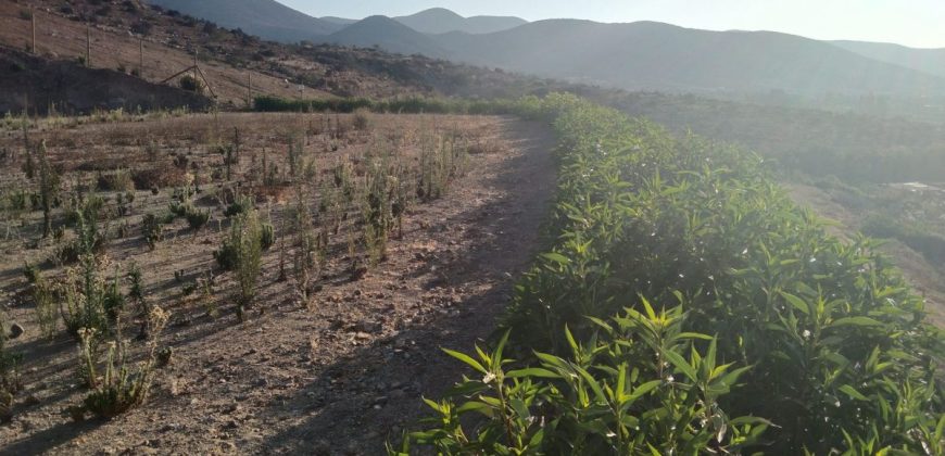 Lote de 6.831 m2 en Lomas del Hinojal con agua potabilizada – Vicuña