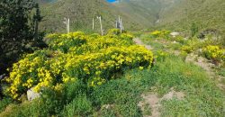 Lote de 5006 m² en el sector Arrayán Costero – La Serena