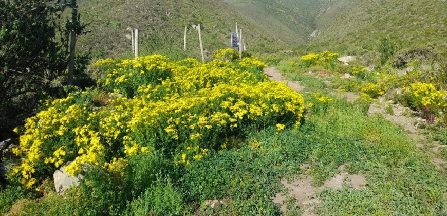 Lote de 5006 m² en el sector Arrayán Costero – La Serena