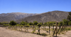 Parcela 6.438 m² La Campana Valle de Elqui, con luz y agua, construcción de ladrillo, piscina y frutales.