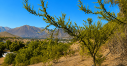 SITIO EN VENTA | HUANCARA, VICUÑA