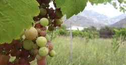 Parcelas de 5.000 m2 con Agua y Factibilidad de Luz